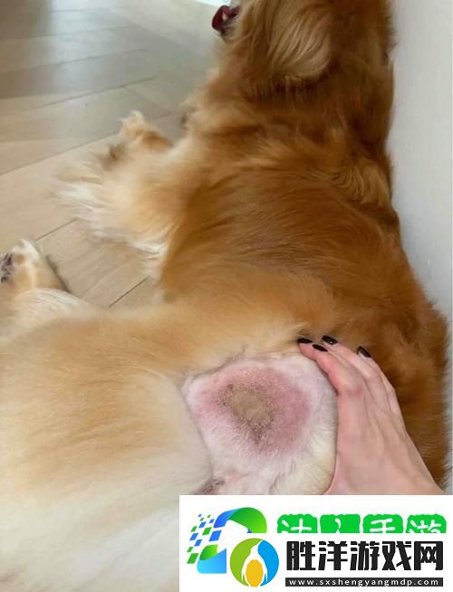 美國人與動物膠配方大全圖片火爆上線-平臺：探索多樣制造工藝與配方的終極指南