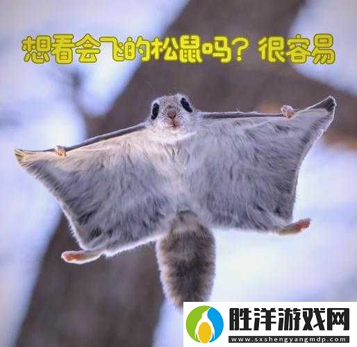 帕勞群島松鼠抓捕必看！手把手教你制作風景中「偷吃鬼」的尖叫級攻略