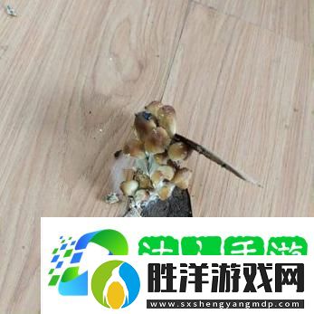 探索自然奇觀：洞被弄大了過幾天能變小嗎-